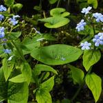 Brunnera sibirica - Brunnera sibirica