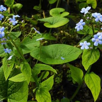 Brunnera sibirica