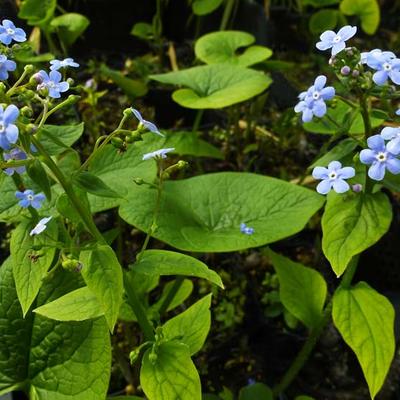 Brunnera sibirica