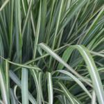 Calamagrostis x acutiflora 'Avalanche' - 