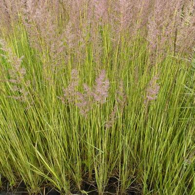 Calamagrostis x acutiflora 'England' - Calamagrostis x acutiflora 'England'