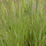 Calamagrostis x acutiflora 'Overdam' - Calamagrostis x acutiflora 'Overdam'