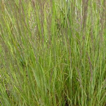 Calamagrostis x acutiflora 'Overdam'