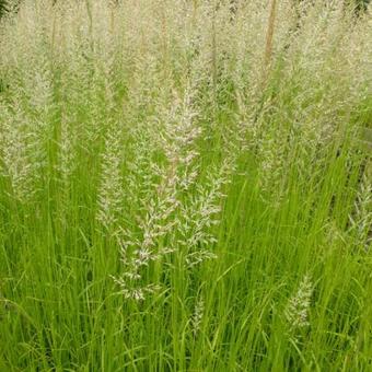 Calamagrostis x acutiflora 'Waldenbuch'