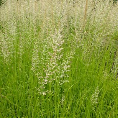 Calamagrostis x acutiflora 'Waldenbuch' - Calamagrostis x acutiflora 'Waldenbuch'