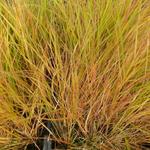 Calamagrostis arundinacea - Calamagrostis arundinacea