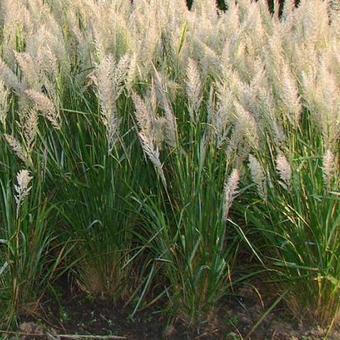 Calamagrostis brachytricha