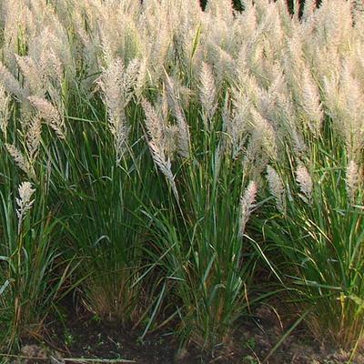 Calamagrostis brachytricha - Calamagrostis brachytricha