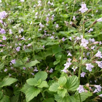 Calamintha nepeta 'Blue Cloud' - 