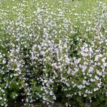 Calamintha nepeta ssp nepeta - Calamintha nepeta ssp nepeta