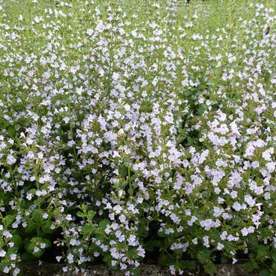 Calamintha nepeta ssp nepeta - 