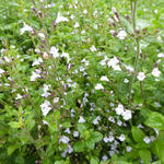 Calamintha nepeta 'Triumphator' - 