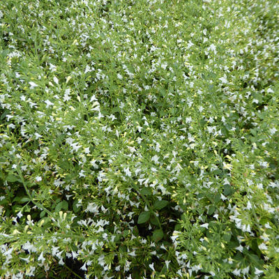 Calamintha nepeta 'Weisser Riese'