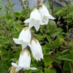 Campanula alliariifolia - Campanule à feuilles d'alliaire