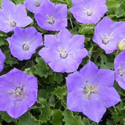 Campanula carpatica - Karpaten-Glockenblume