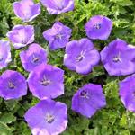 Campanula carpatica 'Blaue Clips' - 