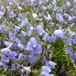 Campanula cochleariifolia - Campanule à feuilles de Cochléaire