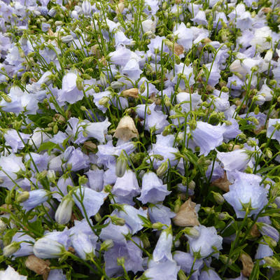 Campanula cochleariifolia 'Elizabeth Oliver' - 