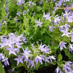 Campanula garganica - Campanule étoilée