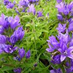 Campanula glomerata 'Acaulis'