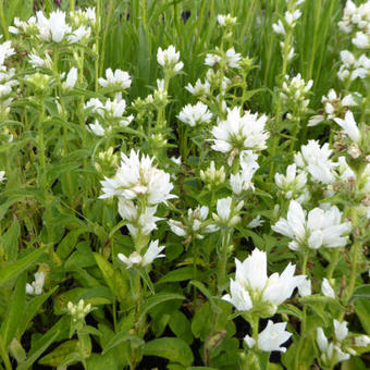 Campanula glomerata 'Alba'