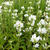 Campanula glomerata 'Alba'