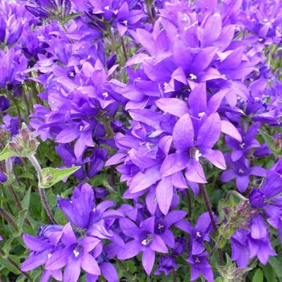 Campanula - Glockenblumen - Campanula