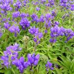 Campanula glomerata 'Superba' - 