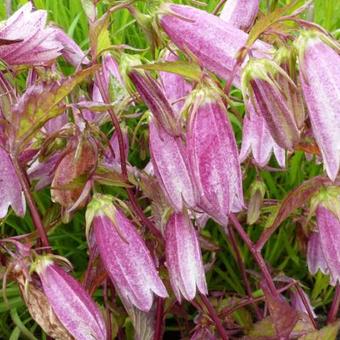 Campanula takesimana 'Elizabeth'