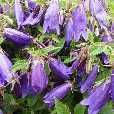 Campanula 'RINGSABELL Indigo Blue' - 