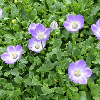 Campanula 'Royal Wave'