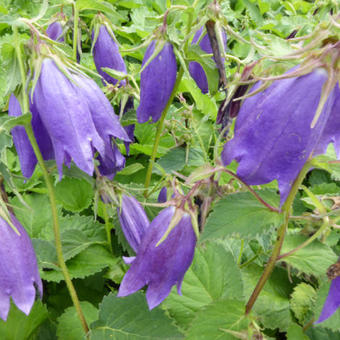 Campanula punctata 'Sarastro'