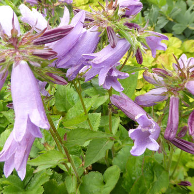 Campanula 'Viking' - 