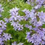 Campanula lactiflora - Riesen-Glockenblume