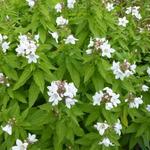 Campanula lactiflora 'White Pouffe'