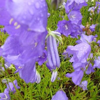 Campanula persicifolia