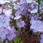 Campanula persicifolia 'Hidcote Amethyst' - 