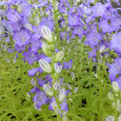 Campanula persicifolia 'Highcliffe' - 