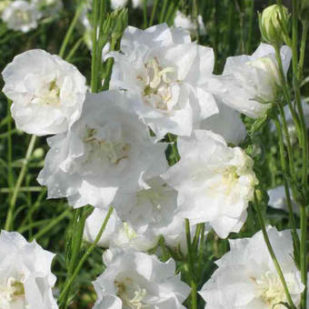 Campanula persicifolia 'La Bonne Amie'