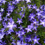 Campanula poscharskyana - Hängepolster-Glockenblume - Campanula poscharskyana