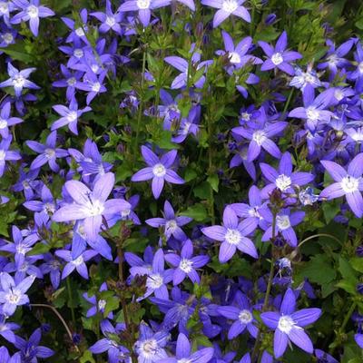 Campanula poscharskyana - Hängepolster-Glockenblume