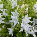 Campanula poscharskyana 'E.H. Frost' - Campanula poscharskyana 'E.H. Frost'