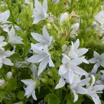 Campanula poscharskyana 'E.H. Frost'