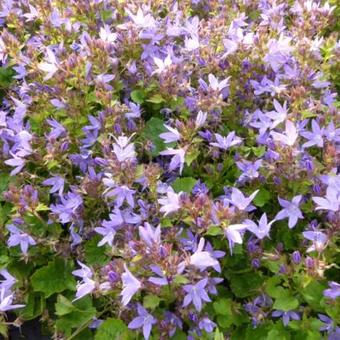 Campanula poscharskyana 'Trollkind'