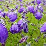 Campanula - Glockenblumen