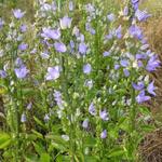 Campanula pyramidalis - Pyramiden-Glockenblume