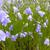 Campanula rotundifolia