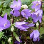 Campanula trachelium - 