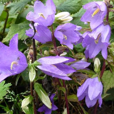 Campanula trachelium - Campanula trachelium