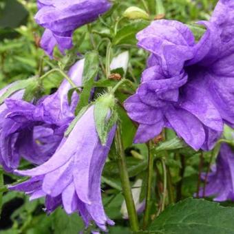 Campanula trachelium 'Bernice'